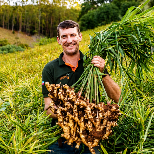 Produtor capixaba desenvolve primeira cultivar de gengibre registrada no Brasil